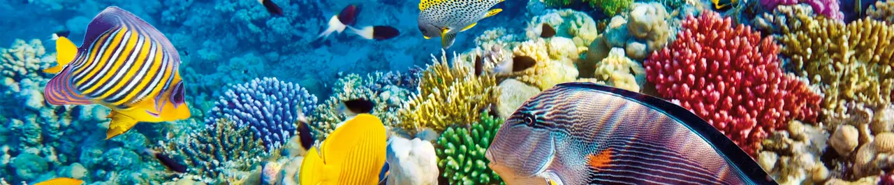 hurghada korallenriff